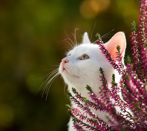 White cat outside hiding behind pink flowers